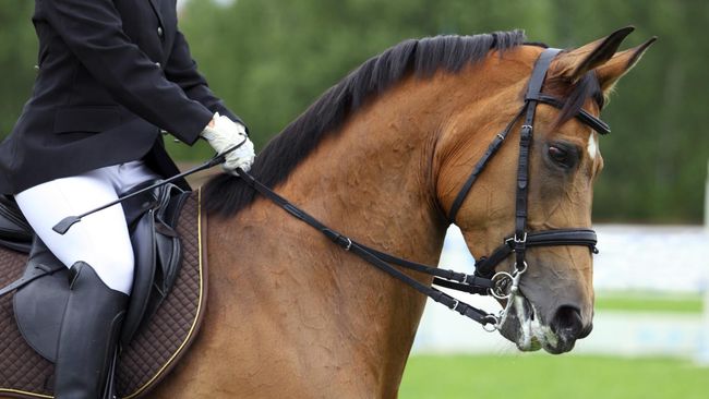 Dampak Besar Etika Berkuda dan Kesejahteraan Kuda